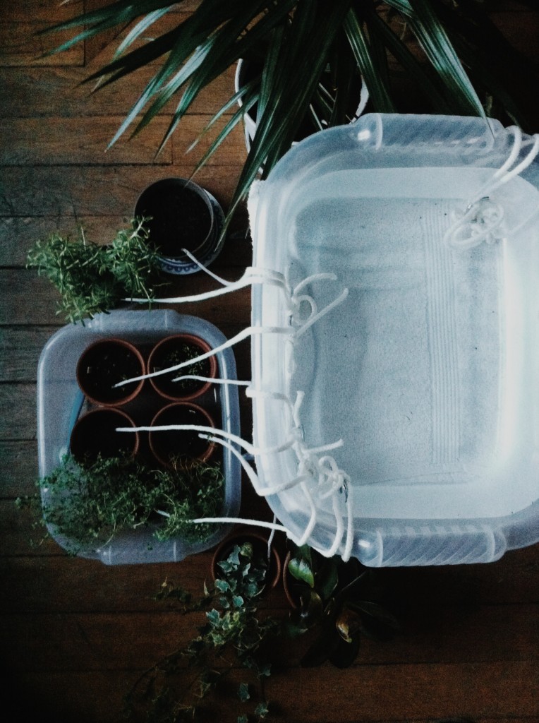 Self-watering system for the plants